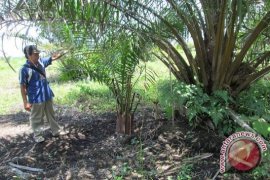 Petani Seluma desak pemprov selesaikan konflik agraria 