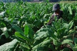 Asosiasi Petani Tembakau Minta FCTC Dikaji Mendalam