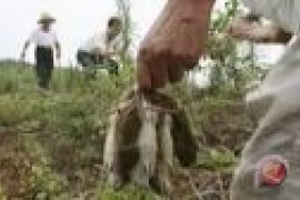 DP3K Penajam Musnahkan 12.100 Ekor Tikus