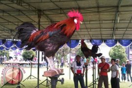 Mahasiswa IPB gagas Kontes Ayam Ketawa Nasional