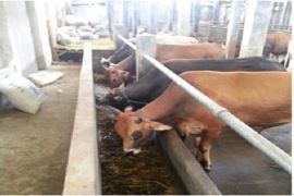 IPB temukan teknologi beternak tanpa mencari rumput