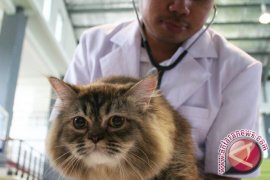 Kementan kekurangan dokter hewan berstatus PNS 