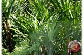 BUMD: Bangka Barat Perlu Optimalkan Pandan Laut