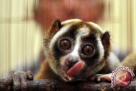 Profauna : perdagangan satwa dilindungi masih tinggi