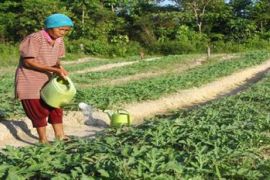 Distanhut Anambas akan Tingkatkan Produksi Cabai