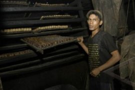 PPI Dirikan Badan Penyangga Gambir Limapuluh Kota