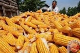 108 ton produksi jagung ditargetkan Bengkulu Selatan