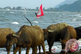 Wisata Perahu Layar Ujung Pancu