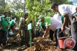 3.684.479 Pohon Telah Ditanam Di Kaltim 