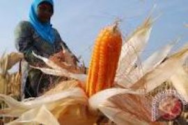 Tanaman Jagung di Sumsel Puso Akibat Banjir