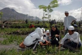 Selamatkan Mata Air, Ribuan Gayam Ditanam di Lereng Merapi