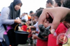 53 Anak Penyu Dilepas ke Laut