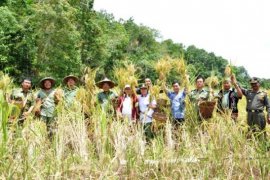 Wabup Sekadau Panen Perdana Padi di Sawah Sungai Sentubong