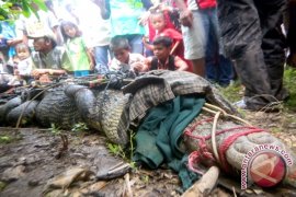 Tim Gabungan Cari Korban Diterkam Buaya