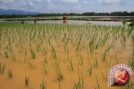 Sawah Puso Selama Januari 2.133 Ha