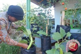 Bantuan Pemanfaatan Pekarangan  Rp47 Juta/Kelompok