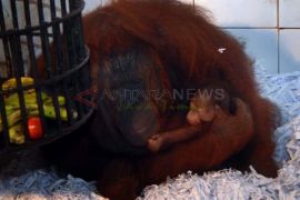 ORANG UTAN KALIMANTAN MELAHIRKAN
