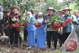 PANEN RAMBUTAN GARUDA