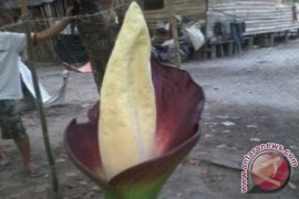 Bunga Bangkai di Sungai Arak, Sintang