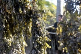 Manfaatkan Rengkam Laut/Joko Sulistyo