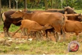 Swasembada Daging Penajam Bisa Diwujudkan Melalui SPR Trunen