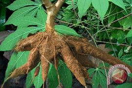 Bangka Tengah Akan Bangun Pabrik Ubi Casesa