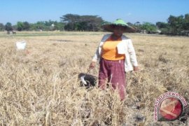  Hama Wereng Serang Padi Di Penajam 