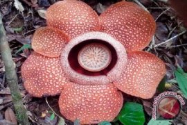 Pakar : Rafflesia enam kelopak kelainan gen