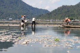 DKP: Persediaan Ikan Keramba Tinggal 1.000 Petak