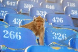 Babon lepas, berkeliaran di kota Paris