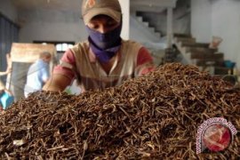 Harga cengkih di Sulut naik tipis