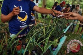 Caleg Bagikan Sansivieria