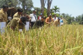Mentawai Lanjutkan Cetak Sawah dan Tetap Salurkan Raskin