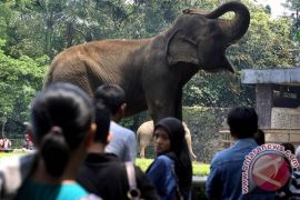 Objek wisata Kebun Binatang Ragunan jadi favorit peserta Asian Games