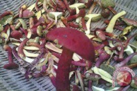 Jamur Pelawan Namang Diminati Wisatawan