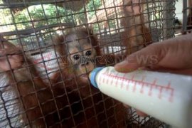 Warga Surabaya Peduli KBS Siap Laporkan Polisi