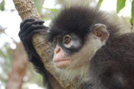 Hewan Endemik Natuna Perlu Diselamatkan dari Kepunahan