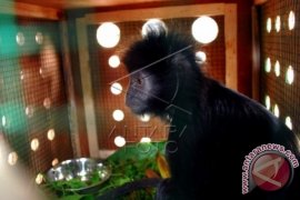 Lutung Jawa Kembali ke Habitatnya