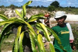 Menyulap Lahan Pasir Bekas Tambang Jadi Kebun Buah Naga