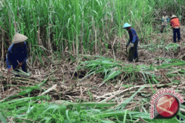 BUMN Gula akan perkuat hilirisasi produk tebu
