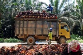 Harga TBS Sawit Barito Utara Turun