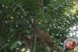 ULM builds pasak bumi effervescent manufacturer