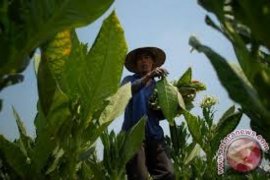 Perguruan Tinggi Organ Penting Pengendalian Tembakau