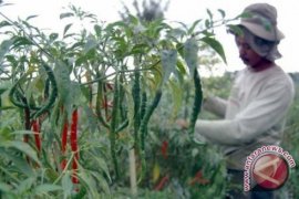 Indocement  Ajak Petani Desa Binaan 