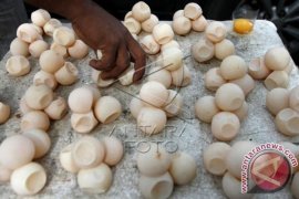 Perdagangan Telur Penyu