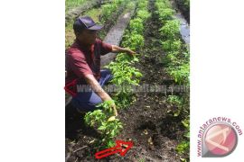 Jejak Telapak Kaki Misterius