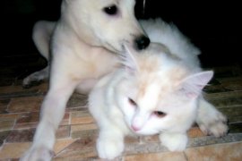 Anjing Susui Anak Kucing Setelah Anak Sendiri Mati Page 1 Small
