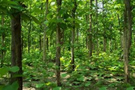 Hutan 'Gajah" Way Kambas Dibakar Pemburu Liar?