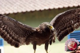  BKSDA Telusuri Jaringan Penjualan Satwa Dilindungi