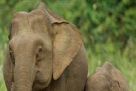 Kemenhut RI-otoritas Malaysia berkoordinasi terkait anak gajah borneo